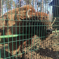 Экскурсия в Березинский биосферный заповедник